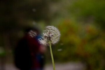 The beautiful and yellow flowers of the dandeliom, which after some time turn into these beautiful...