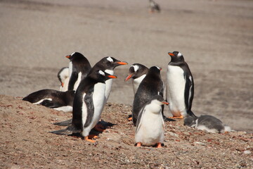 Fototapeta premium Gentoo Penguin (Pygoscelis papua) colony at the Neck on Saunders Island in the Falkland Islands.