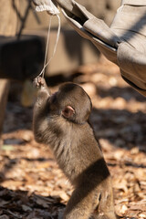遊んでいるニホンザルの子供