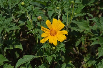 yellow flower in the park