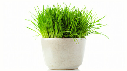 Green grass in white pot isolated on white background