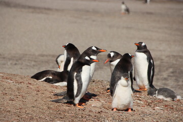 Gentoo Penguins (Pygoscelis papua) at the Neck on Saunders Island in the Falkland Islands.