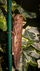 cicada