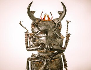 beetle