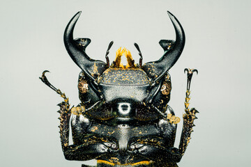 beetle