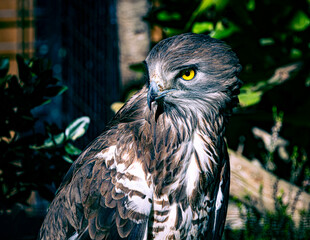 eagle