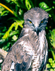 eagle