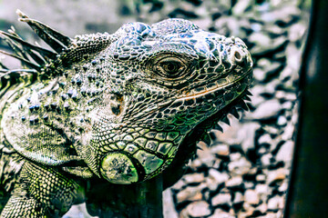iguana in the zoo