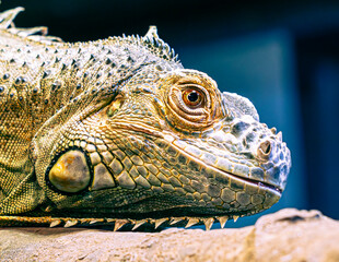 close up of a iguana
