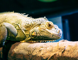 iguana in the zoo