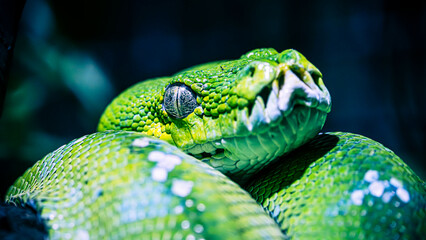 snake