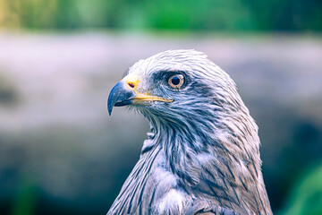 bird of prey