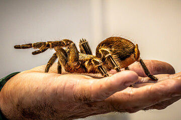 spider