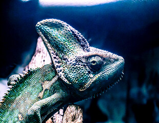 chameleon on a branch