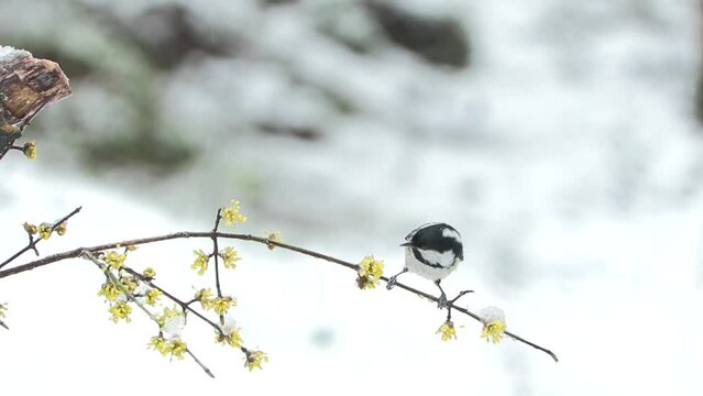 blackberry alone against winter, cincia mora (Periparus ater)