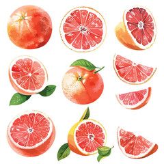 Beautiful set with watercolor hand drawn grapefruit