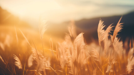 field of wheat with sunset