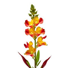 Snapdragon image isolated on a transparent background PNG photo