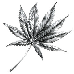 Graphic illustration pencil drawing hemp leaf 