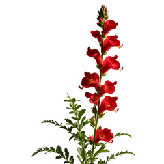 Snapdragon image isolated on a transparent background PNG photo