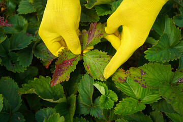 Strawberry leaf spot - fungal disease caused by Mycosphaerella fragariae