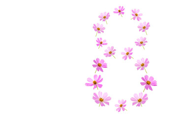 Pink cosmos flowers in the shape of the number 8 eight isolated on a white background. International Women's Day March 8th. Top view, copy space.