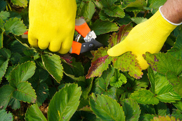 Farmer in yellow glove tears off diseased leaves on a strawberry bush in the garden.