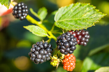 Wonderfully freshly ripening sweet blackberries from the plot, natural, unsprayed and healthy fruits