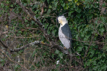 Nycticorax nycticorax - Black-crowned night-heron - Bihoreau gris - Héron bihoreau