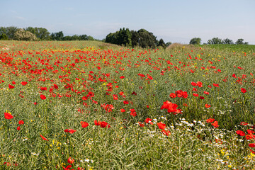 Landschaft mit Roter Mohn, Jura, Frankreich