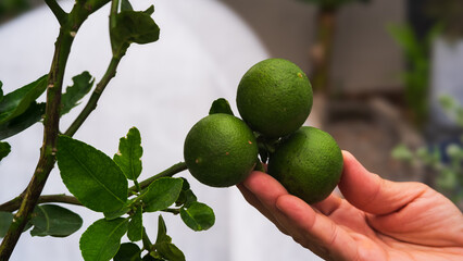 closeup hand holding  limes in  the garden, fresh lime