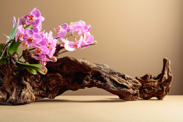 Violet orchid on an old wooden snag.