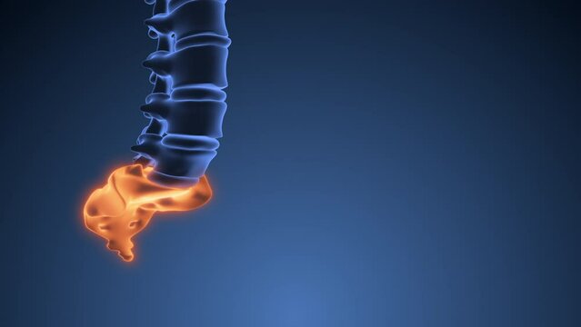 coccyx or sacrum medical animation