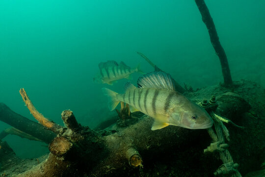 European Perch in Swiss Lake
