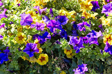 Petunia, yellow and purple Petunias in the pot. Lush blooming colorful common garden petunias in...