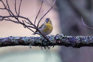 Eurasian siskin on a branch