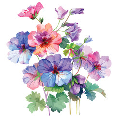 Watercolor flowers geranium