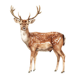 Naklejka na ściany i meble Watercolor illustration isolated deer young deer