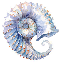 Watercolor illustration of a nautilus