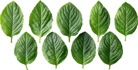 Holy basil leaves PNG, Ocimum tenuiflorum, green leaves isolated on white, Tulsi thai herb, basil leaves ingredient for cooking food - obrazy, fototapety, plakaty