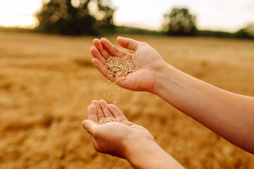 The hands of a farmer close up pour a handful of wheat grains in a wheat field. Harvesting....