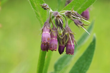Closeup on the lila flower of the common Comfrey, Symphytum officinale, a medicinal plant - obrazy, fototapety, plakaty