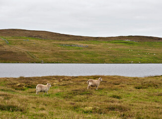 Shetland landscape. Shetland Islands. 