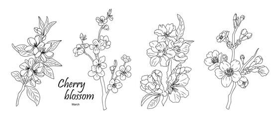 Set of Cherry Blossom, March birth month flower outline drawings. Modern minimalist hand drawn floral design for logo, tattoo, packaging, cards. Line art vector clipart on transparent background.