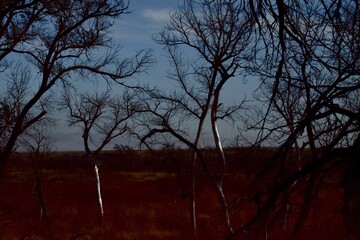Winter Trees at Canyon, Texas in the panhandle near Amarillo.