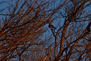 White-winged Dove roosting in Elm Tree at Niblet City park, Canyon, Texas, Spring of 2023.