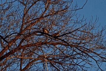 White-winged Dove roosting in Elm Tree at Niblet City park, Canyon, Texas, Spring of 2023.