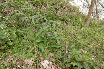Closeup on the lila flower of the common Comfrey, Symphytum officinale, a medicinal plant
