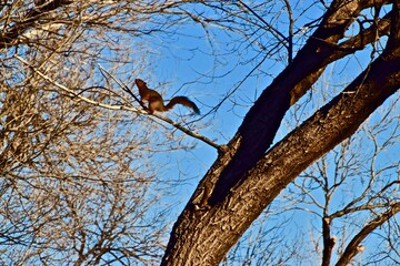 Red Squirrel around nest hole shared with Starling pair in Elm Tree, Niblet City park, Canyon, Texas, Spring 2023.