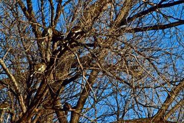 White-winged Dove roosting in Elm Tree at Niblet City park, Canyon, Texas, Spring of 2023.